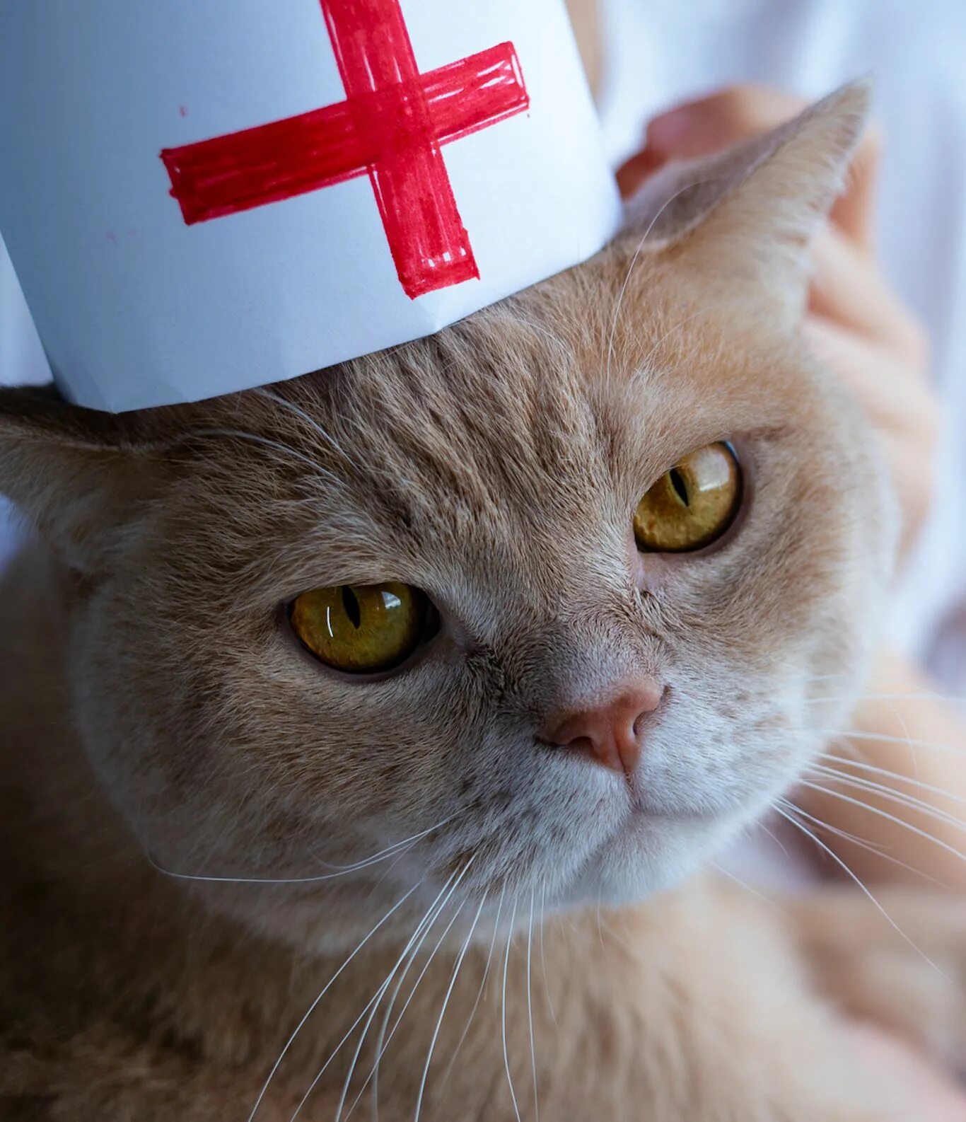 Лечат ли кошки людей. Лечебные кошки. Кошки лечат. Коты лекари. Кошки домашние лекари.