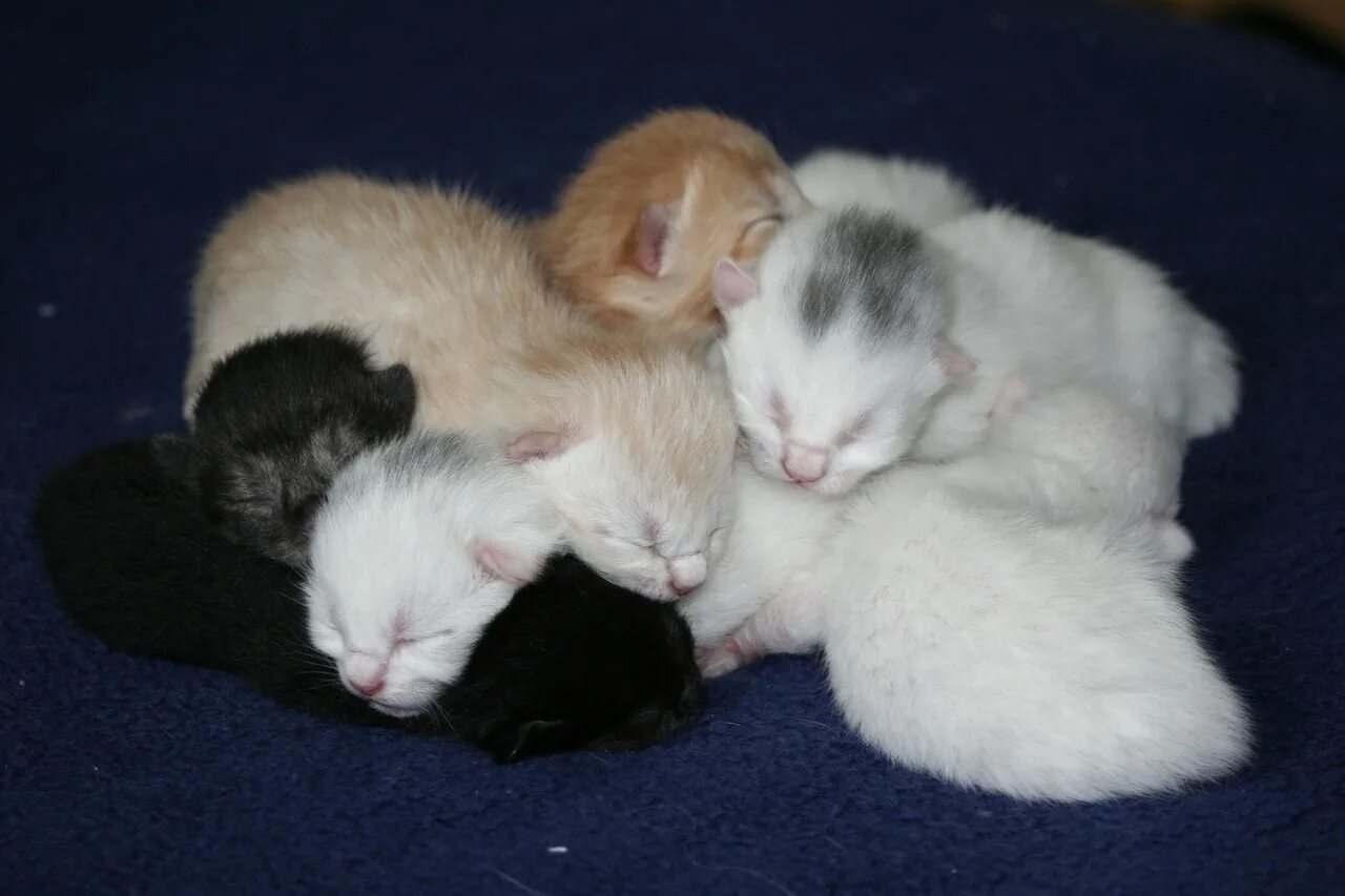 Новорожденный котенок. Новорожденные котята. Обычные новорожденные котята. Новорожденный котенок. Обычные новорожденные котята.