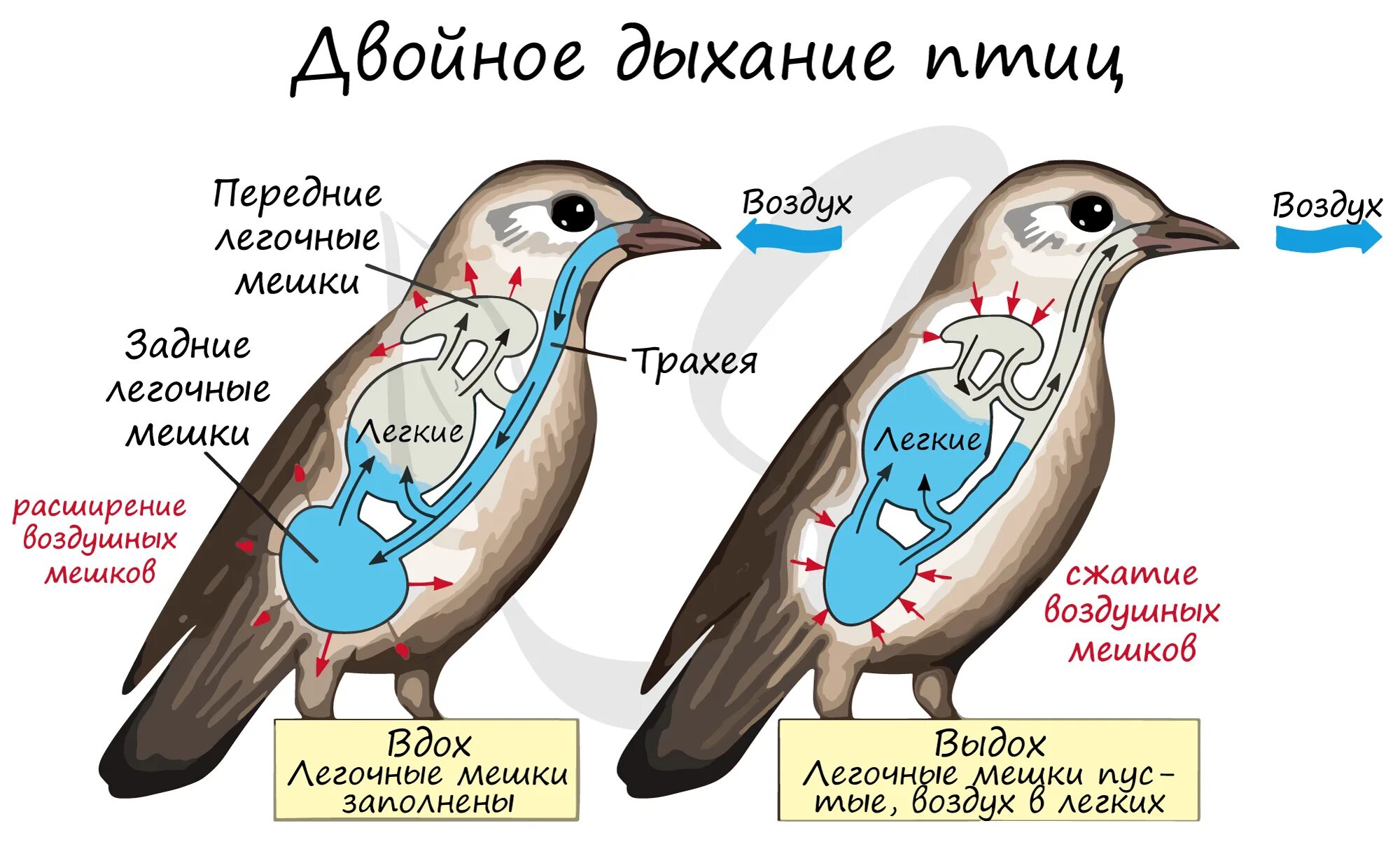 Форма легких птиц. Схема процесса двойного дыхания. Механизм дыхания птиц схема. Схема процесса двойного дыхания птицы. Механизм двойного дыхания у птиц.