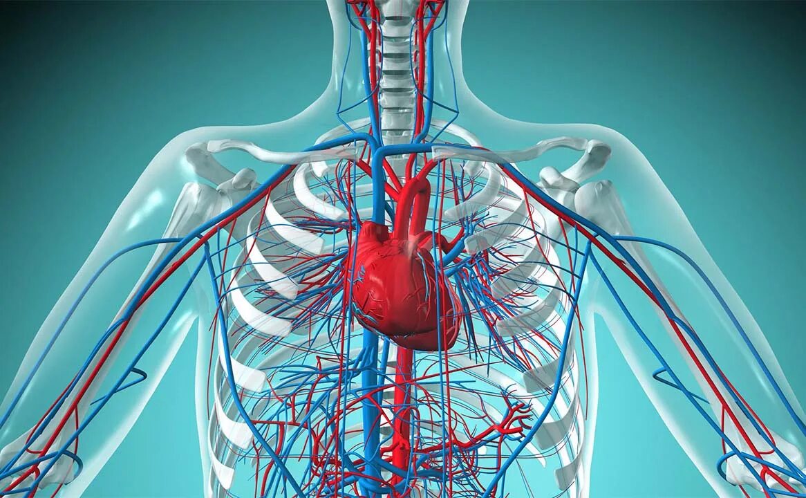 Circulatory system
