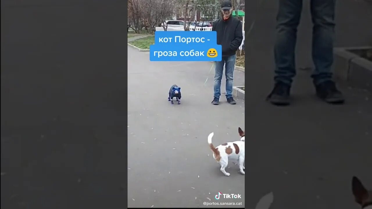 Кот гроза собак. Собака и гроза. Видео кот Портос гуляет. Собака гроза