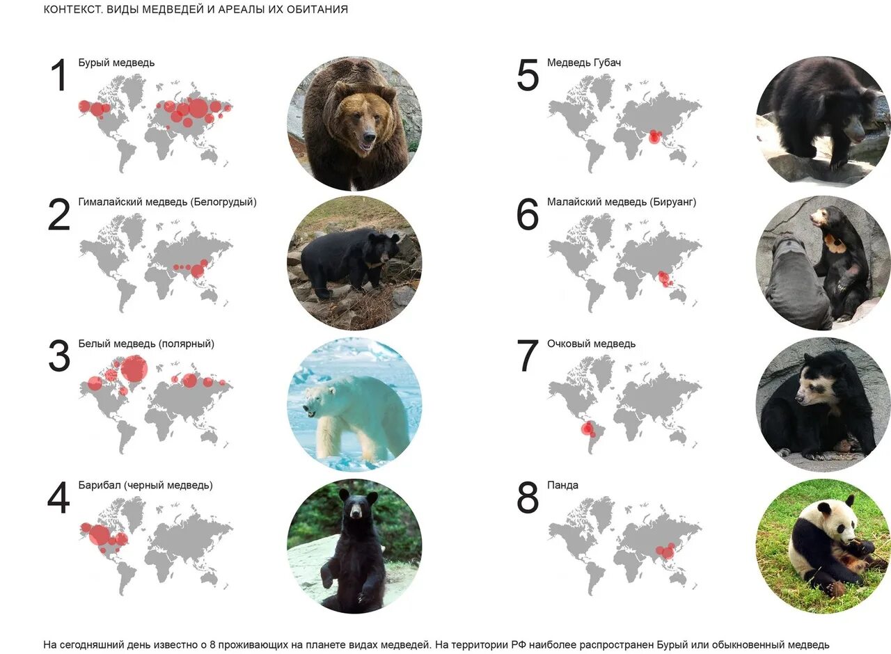 Где живут медведи на каком материке. Ареал обитания медведей. Ареал обитания бурого медведя в России. Ареал обитания бурого медведя. Ареал обитания медведей в России.