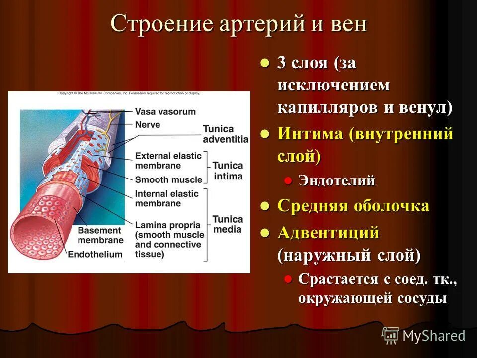 Капилляры строение и функции