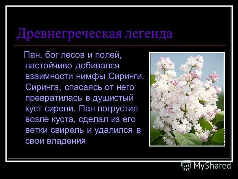 темы сочинения куст сирени