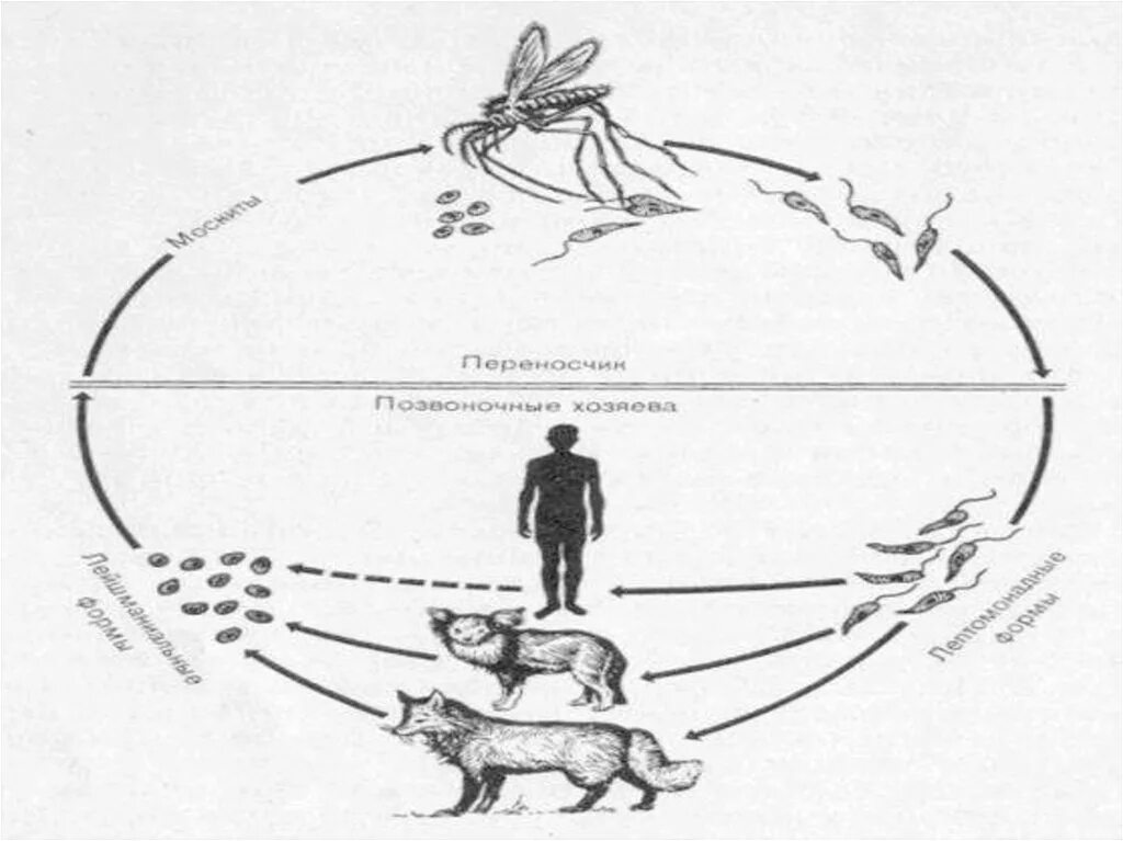 Лихо цикл. Лейшмания доновани жизненный цикл. жизненный цикл лейшмании доновани схема. leishmania donovani жизненный цикл. лейшмания тропика жизненный цикл.