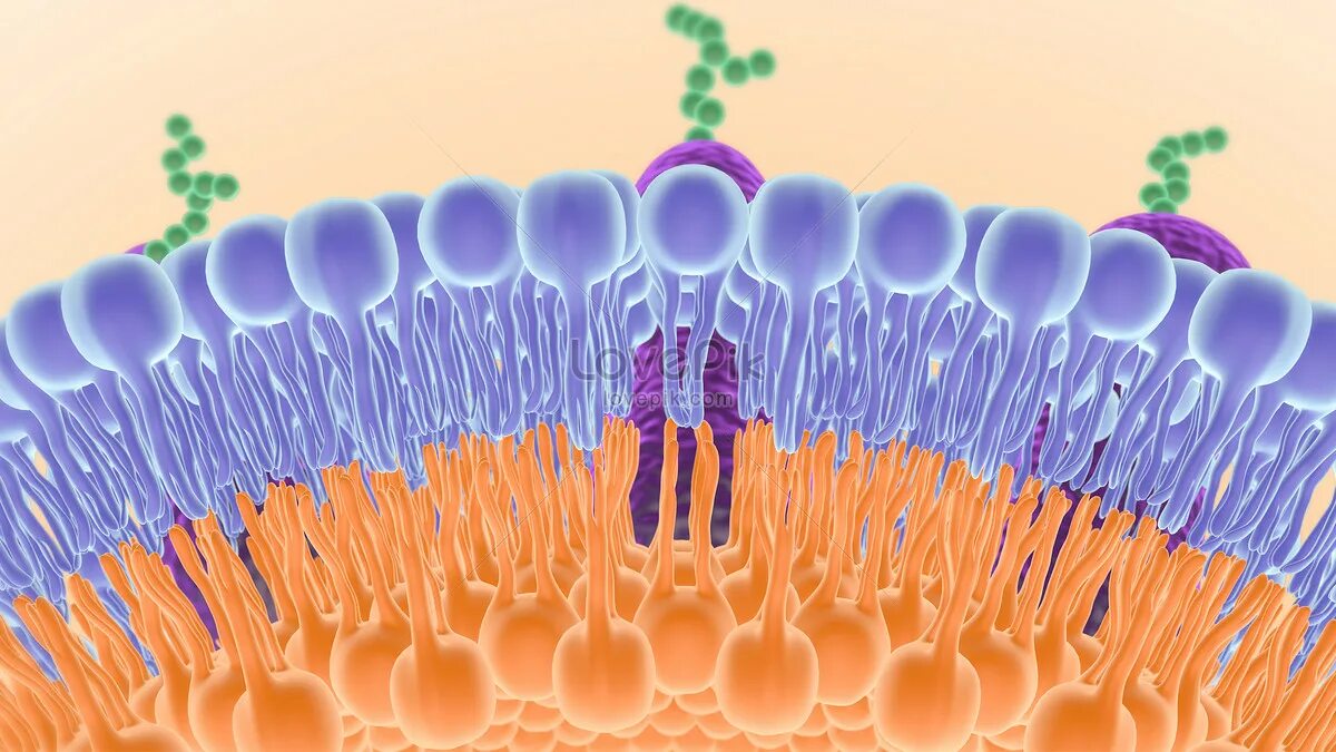 Cellular Membrane with Diffusion of Molecules Stock Illustration - Illustration 