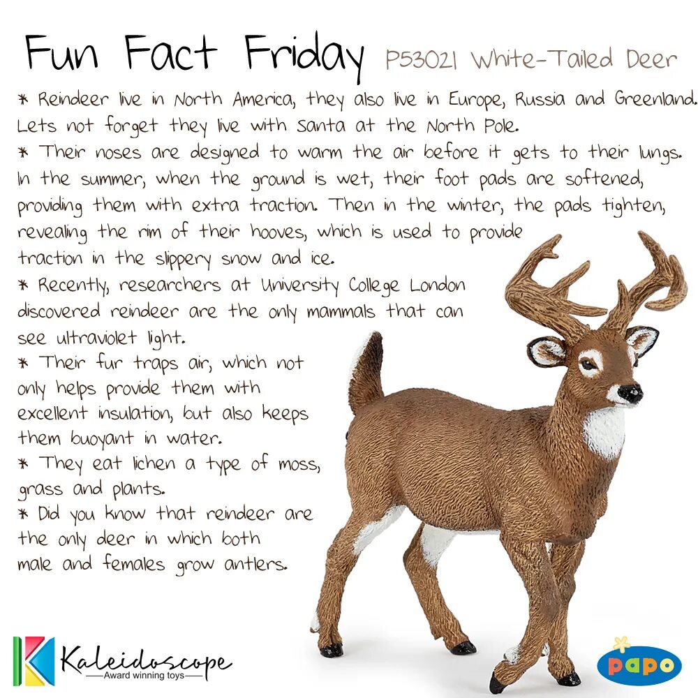 Deer перевод. About Deer. Facts about Deer. Deer for Kids. Карликовые олени хвост.