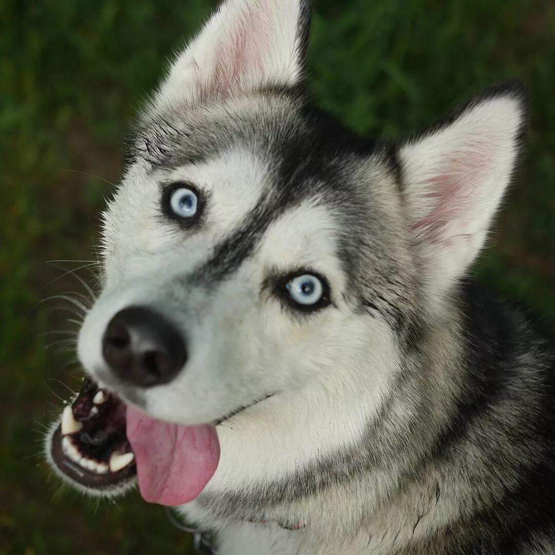 Морда собаки хаски. Хаски йото. Хаски гладкошерстные. Собака хаски. Сибирский хаски.