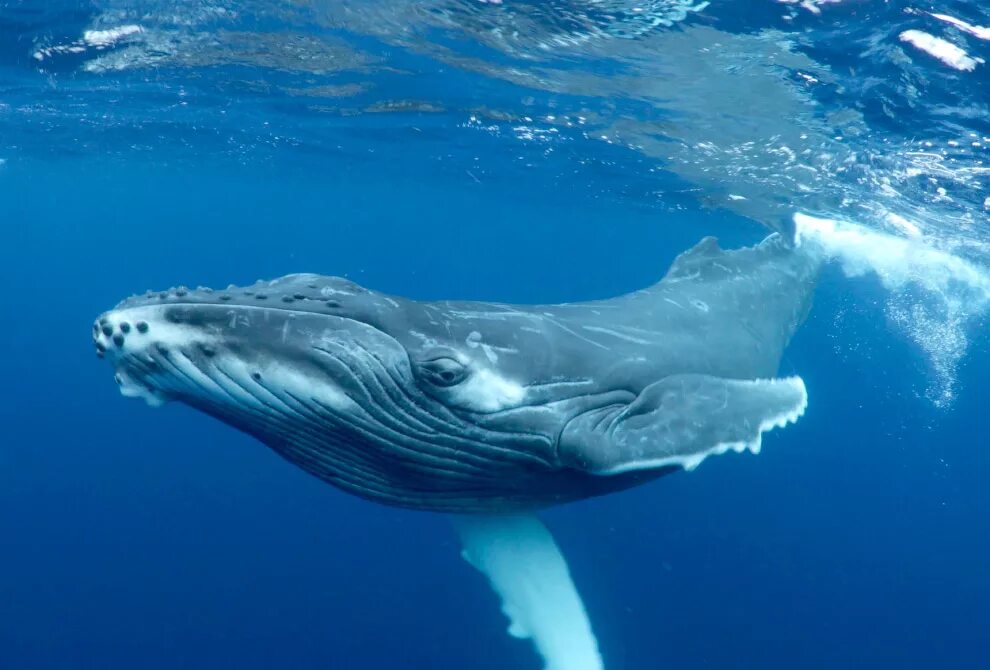 Кит Горбач. Синий кит Горбач. Горбач горбатый кит. Кит-Горбач, или горбатый кит.