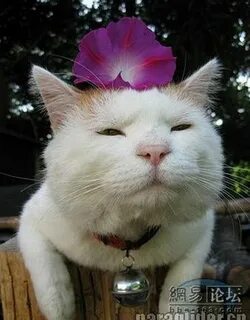 Узкоглазый кот