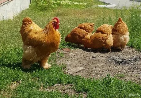 Кохинхины куры описание