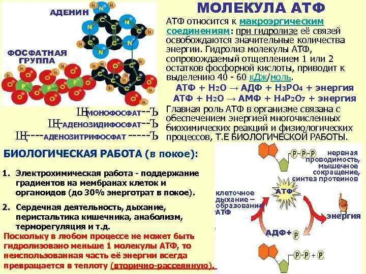 Расщепление атф какой фазе. Макроэргическое соединение АТФ. Макроэргические соединения таблица. Макроэргические соединения клетки. Число макроэргических связей в молекуле АТФ.