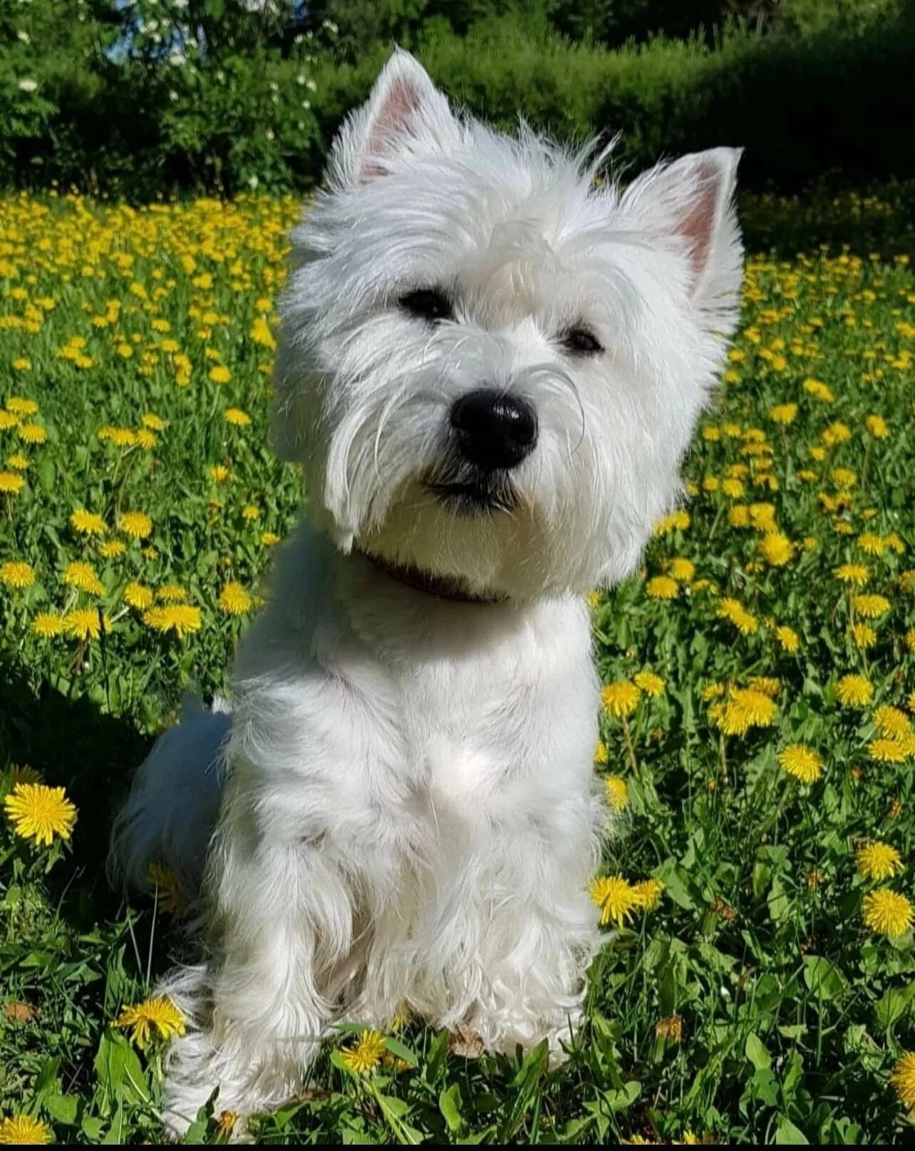 Вестхейлент вай терьер. Вай хайленд уайт терьер. Вестхейлент вай терьер. Хайленд терьер. Вест хайланд вайт терьер.