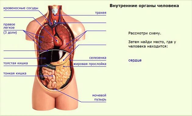 Строение слева. Строение органов у человека где что находится. схема где какие органы находятся у человека. внутреннее строение человека мужчины. анатомия человека внутренние органы расположение у женщин.