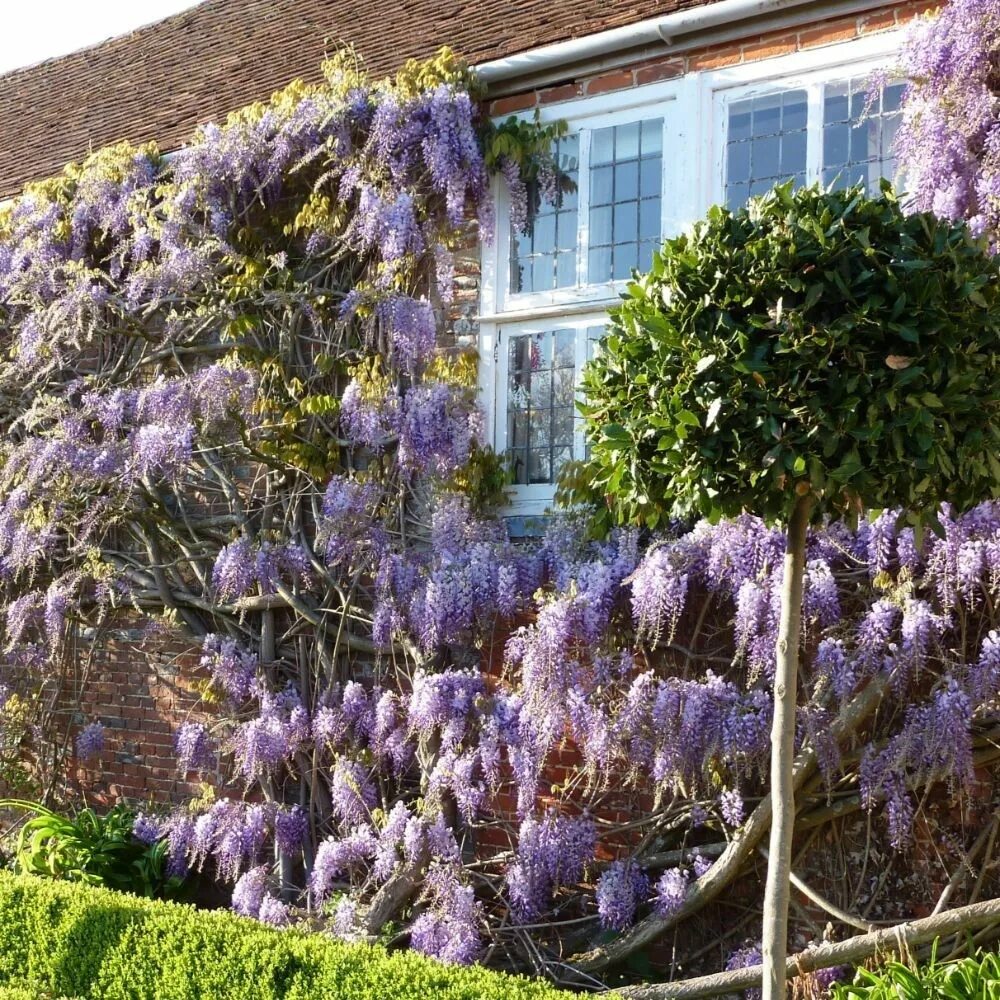 Глициния Wisteria sinensis. Глициния китайская Вистерия Синенсис. Глициния китайская морозостойкая. Wisteria sinensis 'prolific' Глициния китайская.