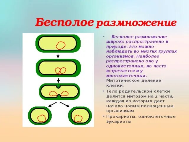 Гибриды полового размножения. Бесполое размножение деление. Митотическое бесполое размножение. Способы размножения организмов. Бесполое размножение широко распространено.