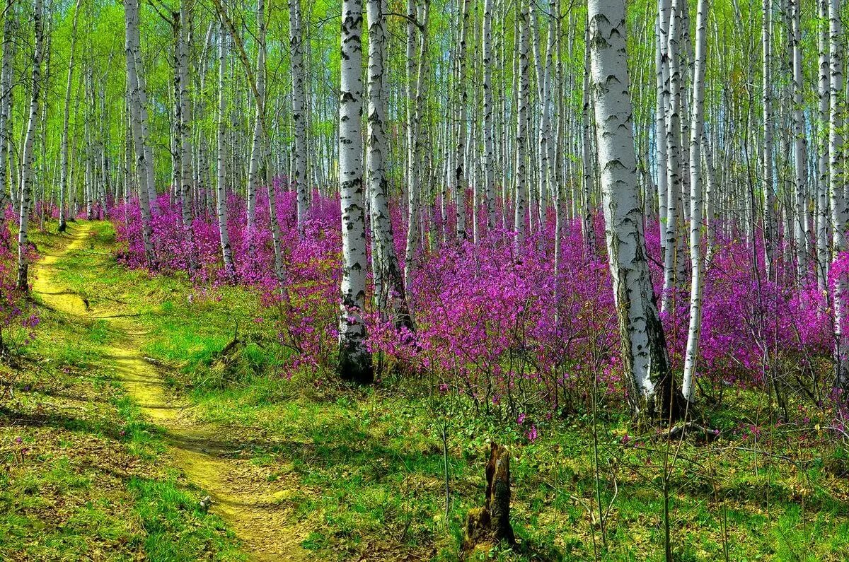 Красивые весенние фото природы. Рододендрон Даурский в березовой роще. Багульник березовый. Багульник в березовой роще. Багульник в березах.