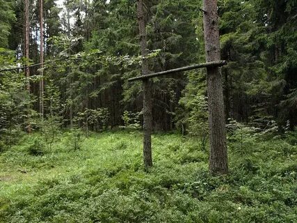 Черноголовка лесная