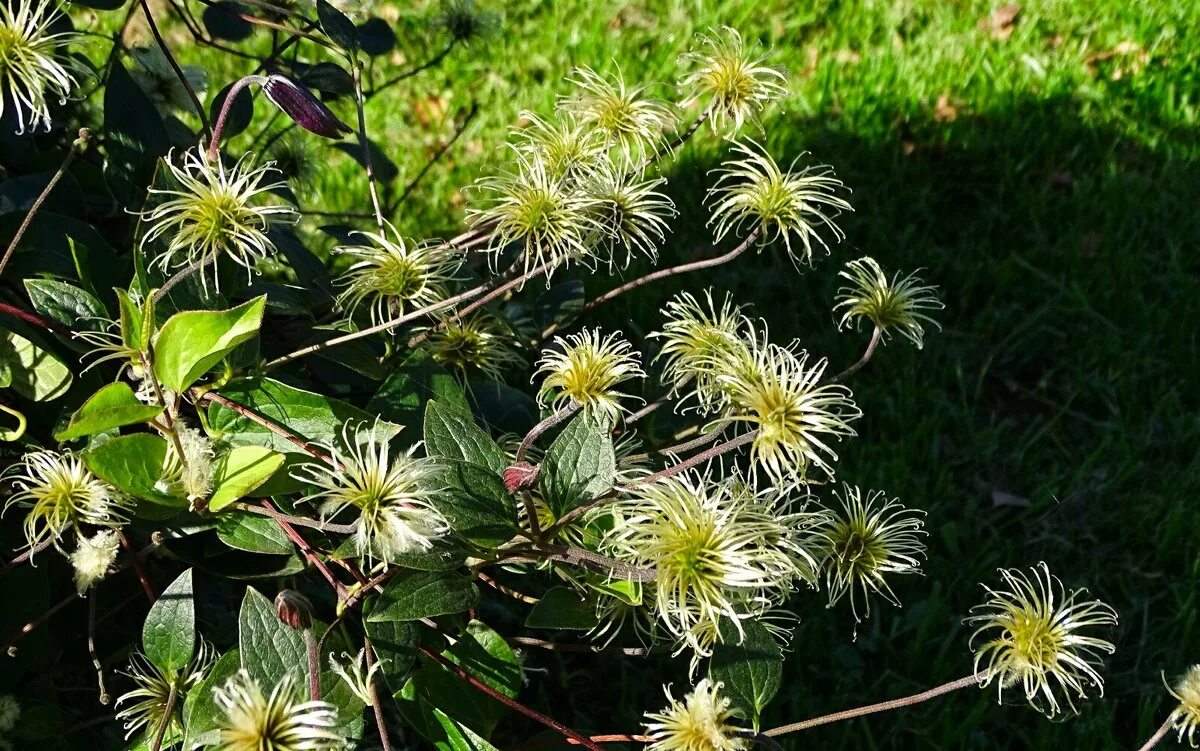 клематис мультиблум. клематис пик цветения. клематис рапсодия. клематис отцвел. клематис вегебаунд.
