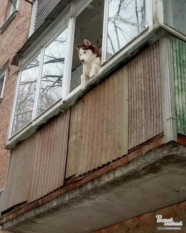 Собака на балконе теплый стан. Балкон для собаки. пёс на балконе. хаски на балконе. собачка на балконе.