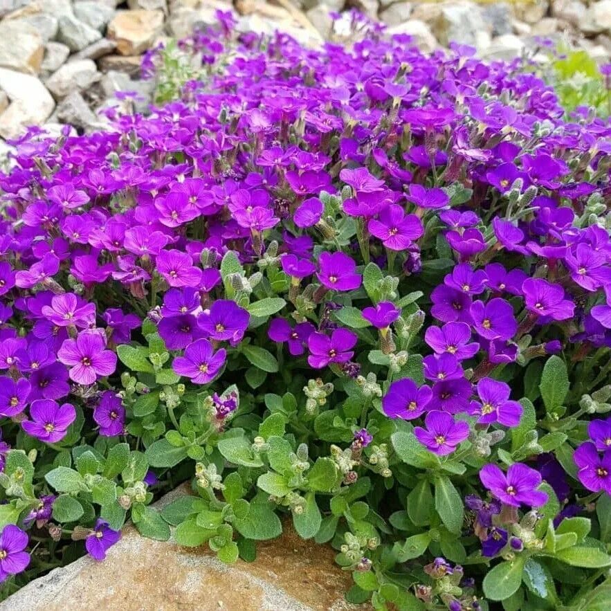 Amazon.com: Rock Cress Plants