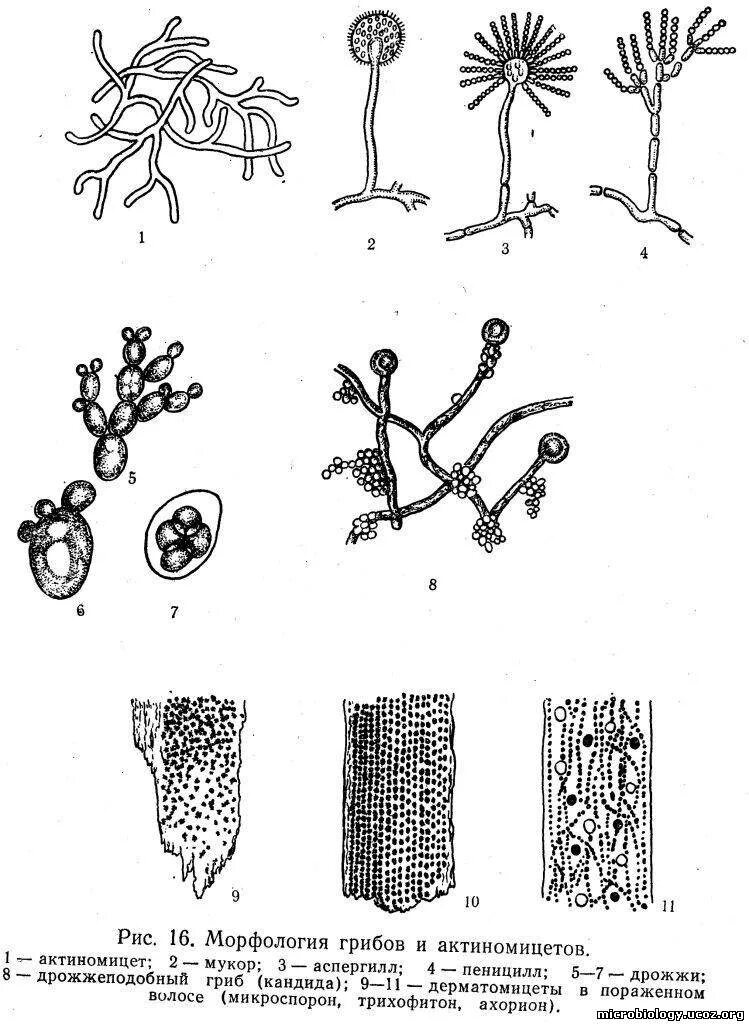 Мицелий актиномицетов микроскопия. Актиномицеты конидии. Бактерии, грибы, дрожжи, актиномицеты.. Пеницилл и аспергилл. Плесневые грибы вирусы