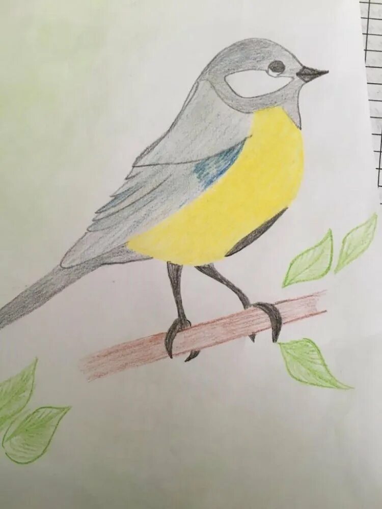 Рисование синички. Рисование птицы синицы. Рисование синицы карандашом. Синичка рисунок.