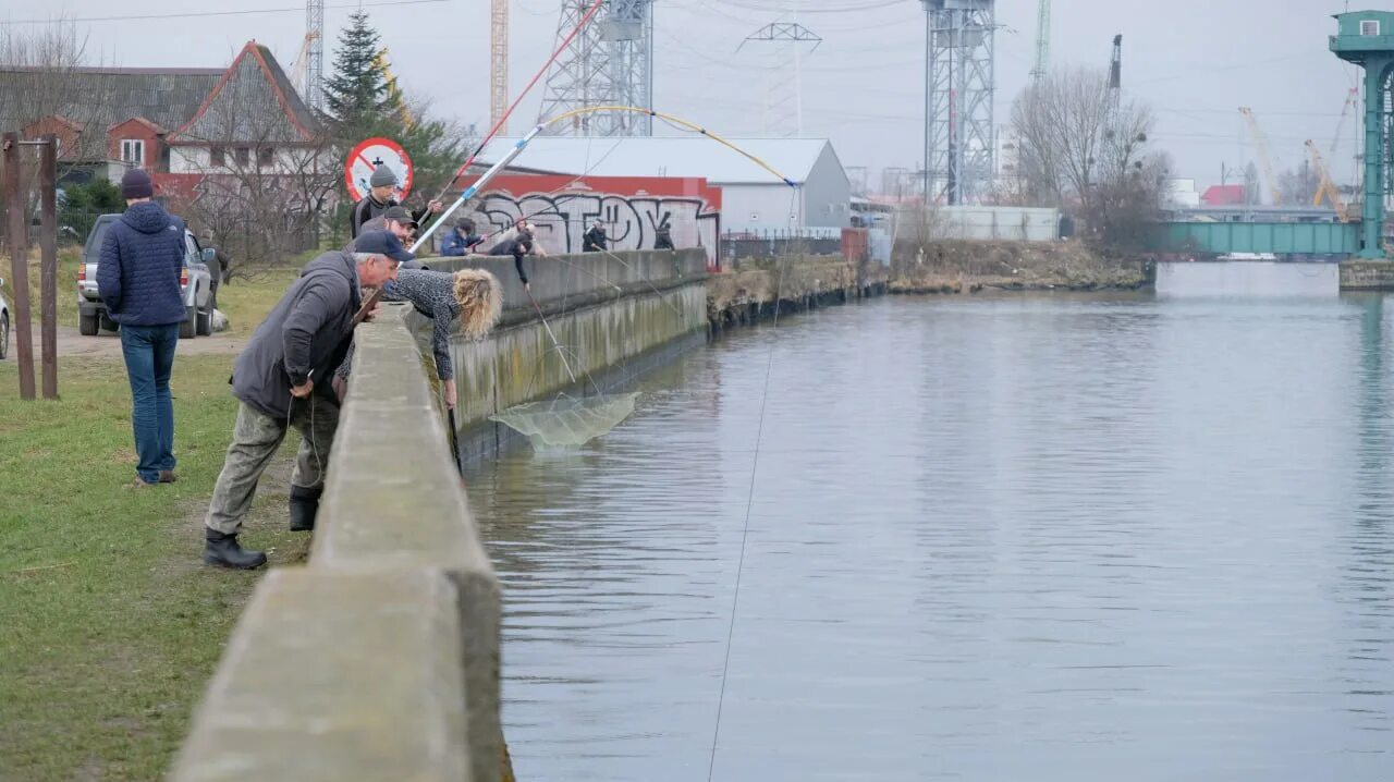 Рыба в Преголе. Река Преголя в Калининграде. Корюшка в Калининграде. Преголя река в Калининграде рыбалка.