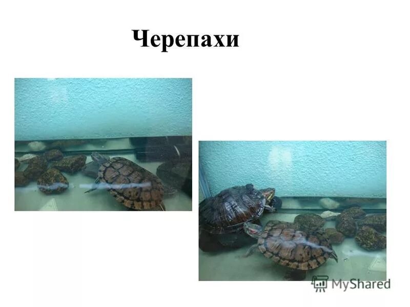 классификация среднеазиатской черепахи. среднеазиатская сухопутная черепаха ест. в живом уголке живут мыши черепахи. в живом уголке живут мыши черепахи. красноухая черепаха сухопутная.