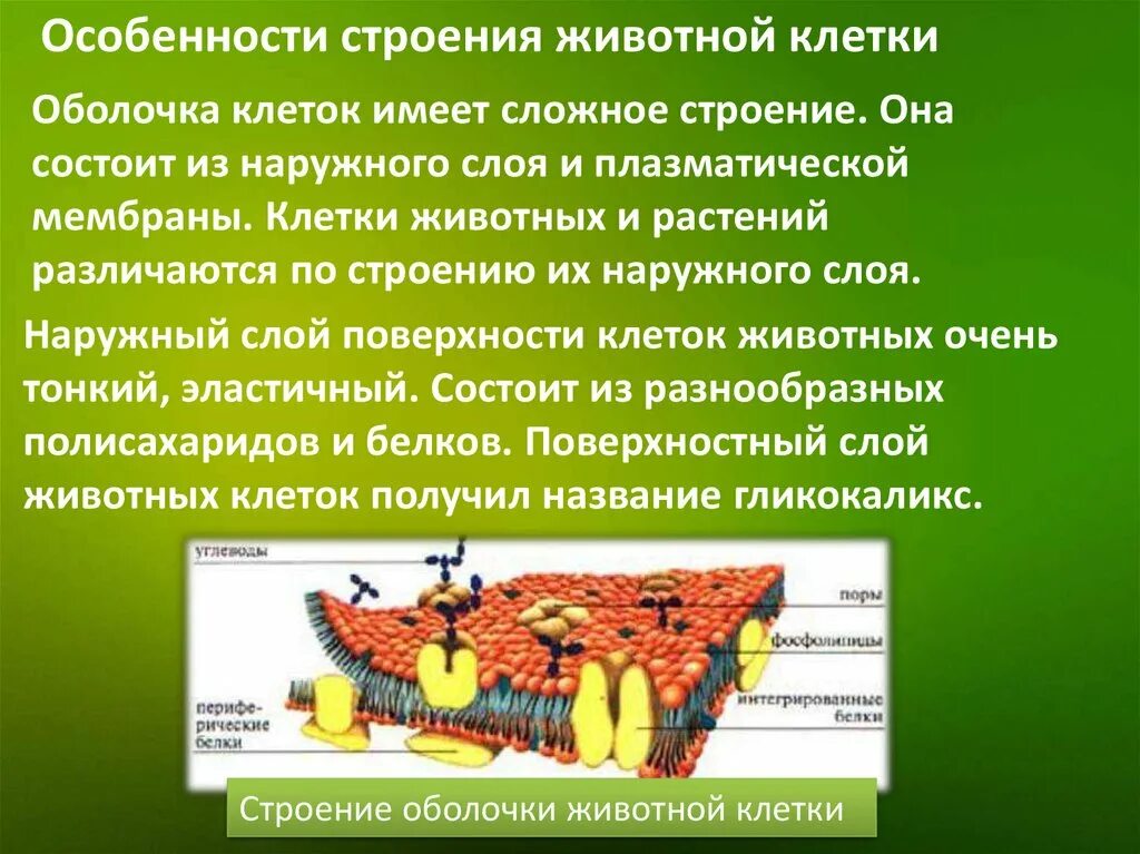 Особенности строения зверей