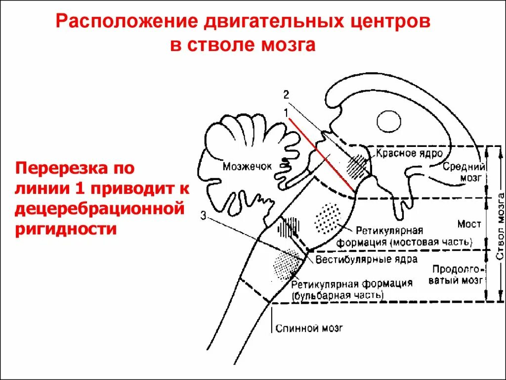 Перерезка продолговатого мозга. На уровне ствола мозга. Перерезка продолговатого мозга. Дыхательный центр ствола головного мозга физиология. Спинальный уровень регуляции дыхания.