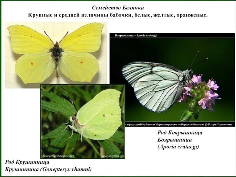Систематическое положение капустной белянки. Бабочка крушинница строение. бабочка белянка. семейство белянки боярышница. бабочка лимонница крушинница.