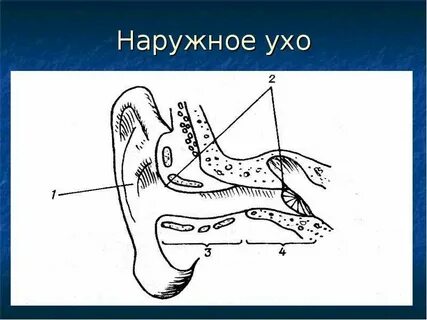 2 строение наружного уха