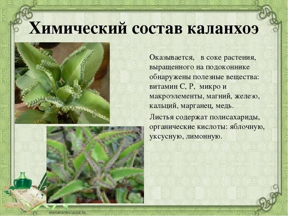 Каланхоэ хризантема. Каланхоэ лечебное растение комнатное. Каланхоэ хэппинес. Каланхоэ лечебное растение. Каланхоэ лекарственное растение.