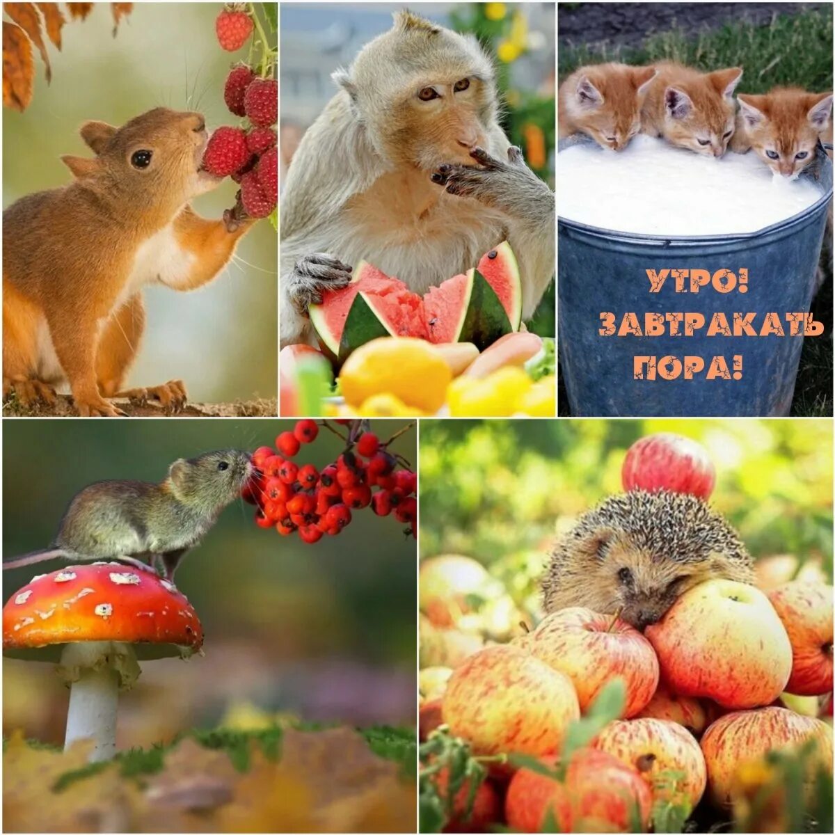 С добрым утром картинки красивые животные. Доброе утро с животными. с добрым утром фрукты. с добрым утром и хорошим днём с животными. интересное утро.