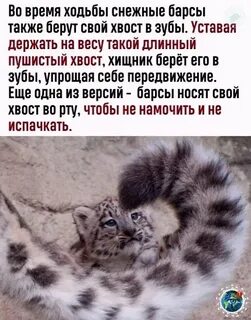 Хвост бережет