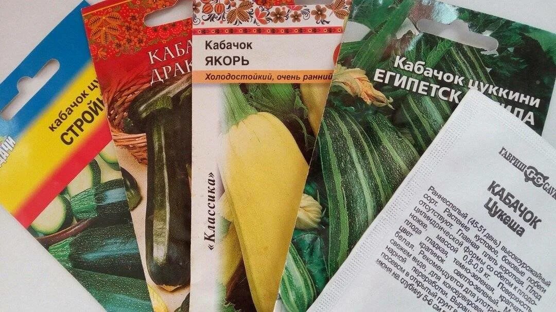 Хранение кабачков сорта. Кабачок для зимнего хранения. кабачки для длительного хранения сорта. сорта качков длительного хранения.. кабачок для хранения сорта.
