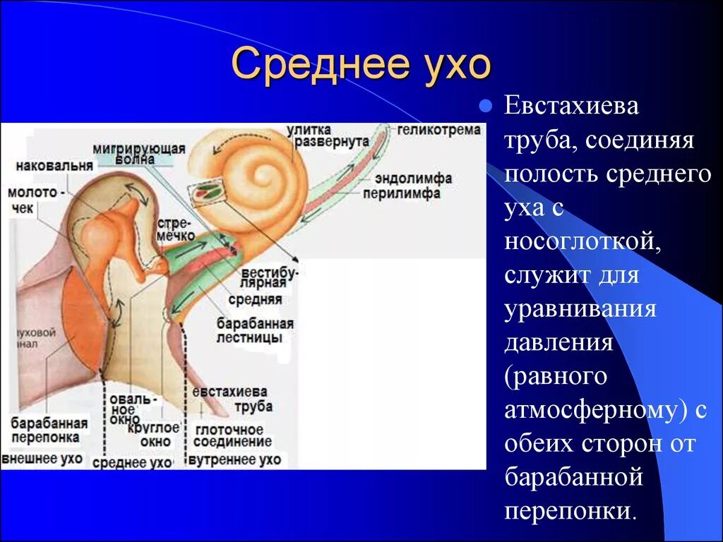 Давление в среднем ухе атмосферное