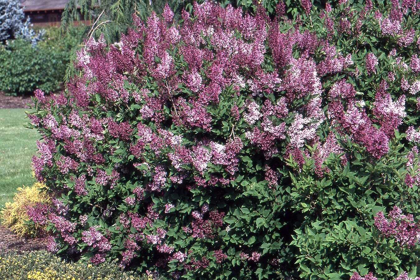 Сирень раскидистая (Syringa patula) Miss Kim. Сирень мисс