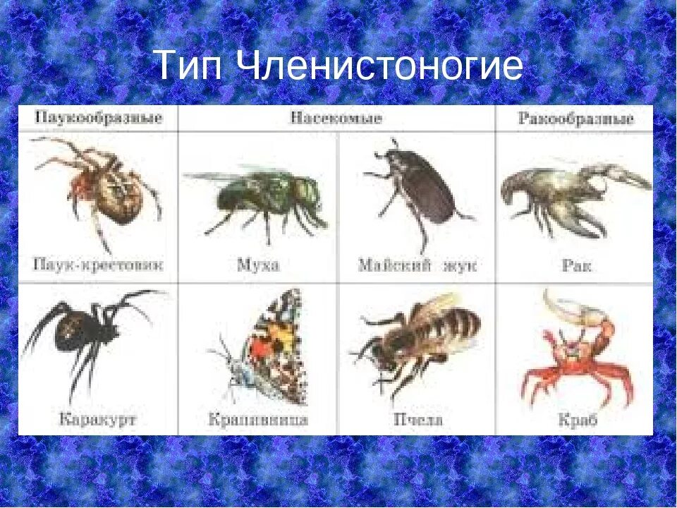 Установи соответствие между паукообразными и насекомыми. Тип Членистоногие представители. Представители классов членистоногих. Членистоногие насекомые представители. Представители паукообразных и насекомых.