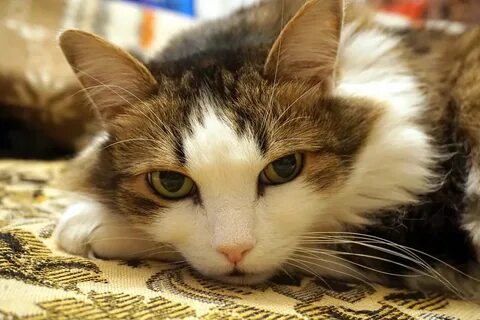 Первые домашние кошки