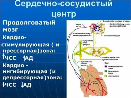 Центр дыхания и сердечно сосудистой деятельности