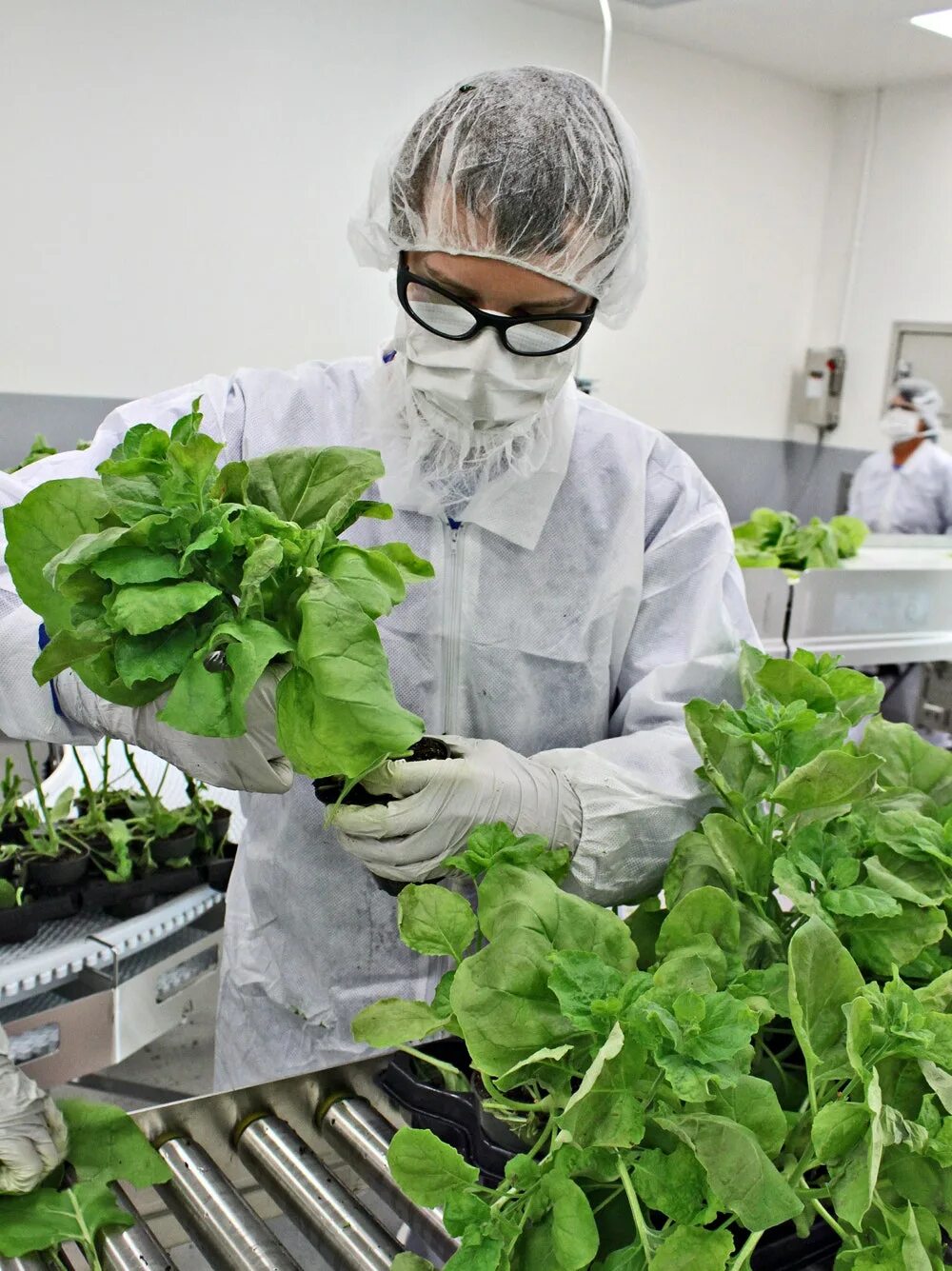 ГМО табак. Трансгенные растения табака. ГМО растения. Генно модифицированные растения. Plant scientist