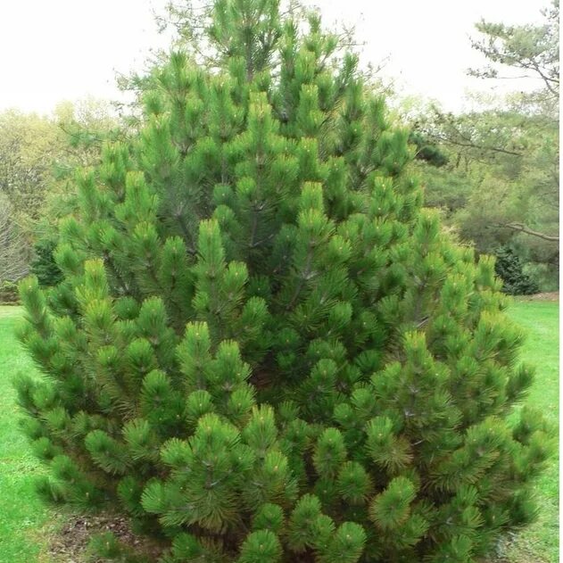 Pinus heldreichii. Pinus heldreichii