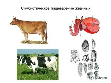 Пищеварительная система жвачных млекопитающих