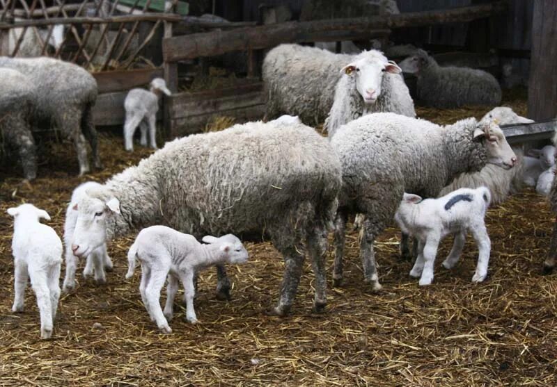 расстройство желудка у козленка. молоко овцы. лекарство от диареи у овец. катозал уколы. понос у ягненка чем лечить.