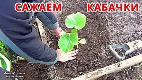Как сажать кабачки в открытый грунт