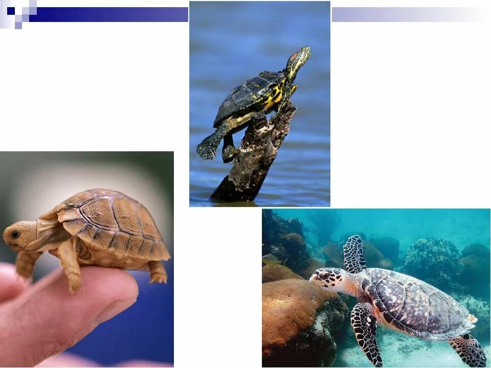 Презентация на тему черепахи. Презентация класс черепахи. Класс пресмыкающиеся черепахи. Описание черепахи. Черепаха для презентации.