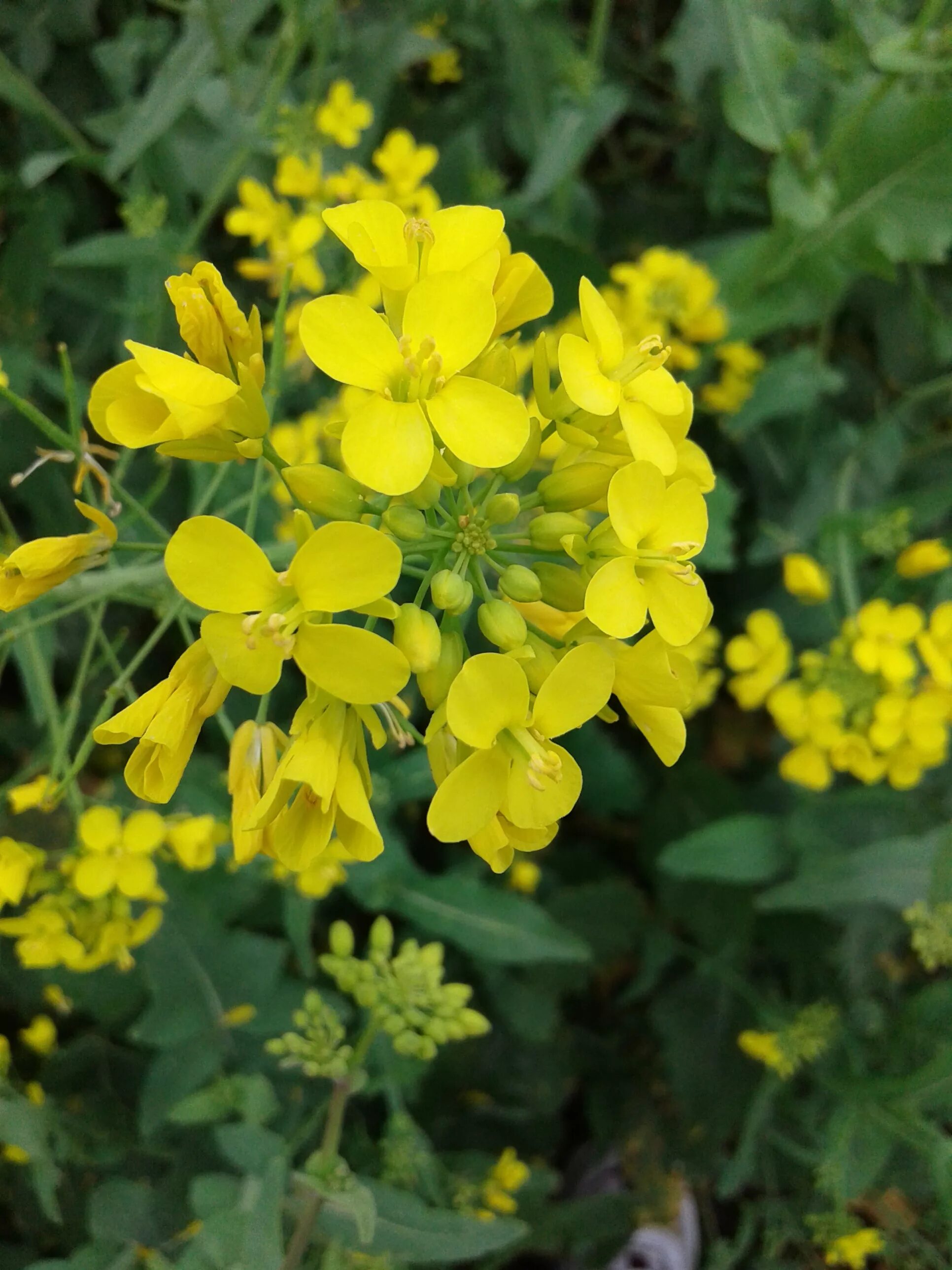 Рапс Полевая горчица. Горчица Полевая Sinapis arvensis l.. Горчица сизая (Brassica junceae). Мастард горчица цветок. Горчичный сад