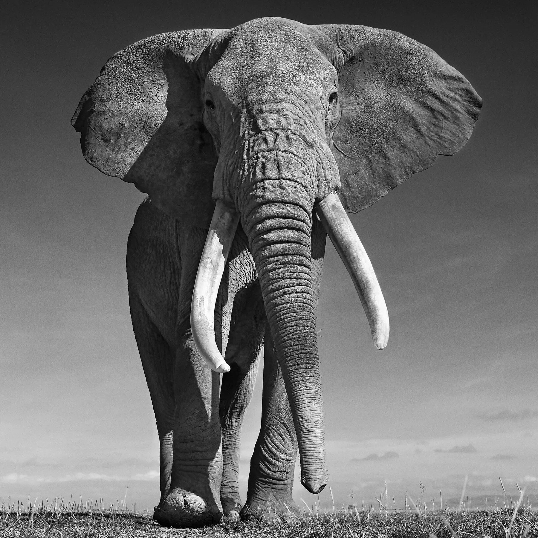 Слон. Красивый слон. Африканский слон. Белые слоны. Черный слоник